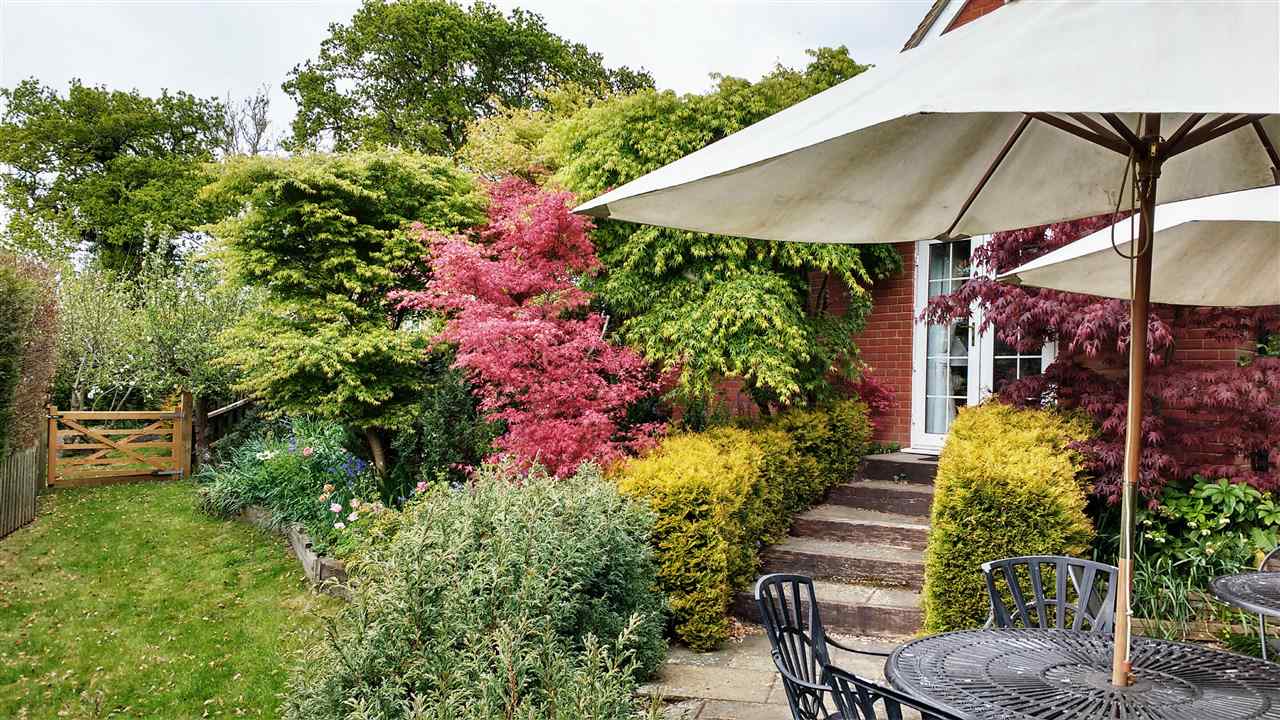 resized-2349823-Acers in April.jpg